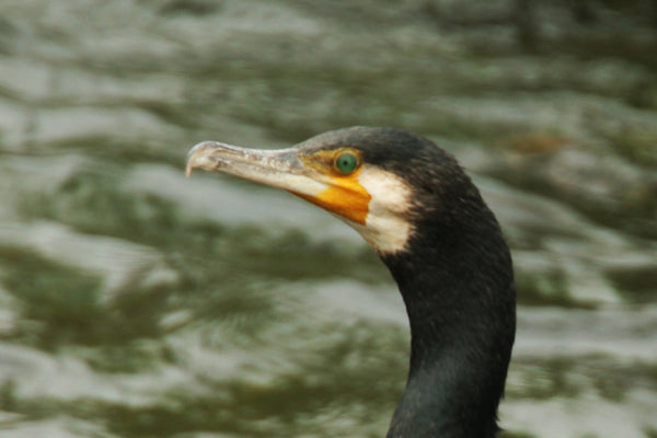 川の背景に映えるカワウの顔のクローズアップ写真。鮮やかなオレンジと黄色のくちばしと、鋭い緑色の目が特徴的で、水辺の野鳥のディテールとその環境への適応を捉えた一枚。