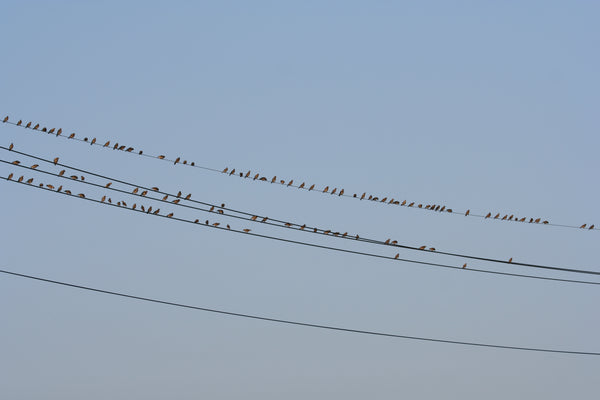 電線に整列して止まる鳥たち、ムクドリの群れと青い空の背景