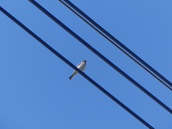 鮮やかな青空を背景に電線にとまる一羽の鳥、スズメ