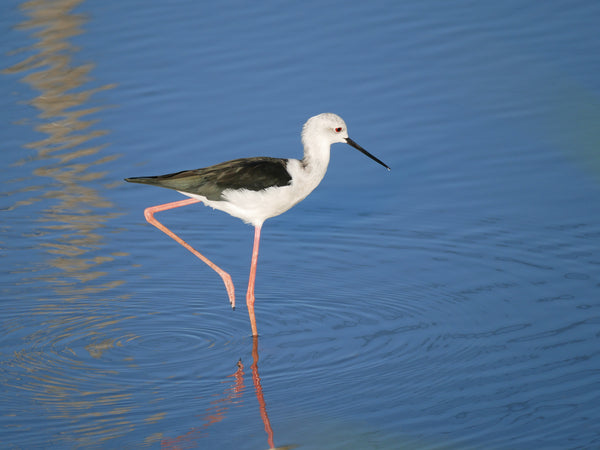 野鳥観察　東京湾