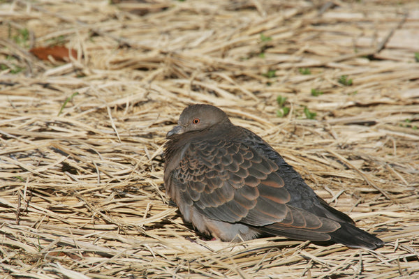 繊細な灰色の羽を持つオリエンタルタートルダブが農地の乾いた稲わらの上で休憩している姿を捉えた写真、鳥類の自然な生息環境と野生動物保護の観点から価値のあるイメージ