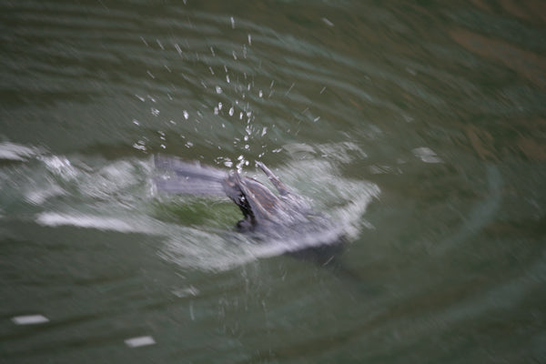 水面に潜る瞬間を捉えたカワウの写真。水しぶきが飛び散るダイナミックなシーンで、野鳥の行動と自然環境の活動的な瞬間を表現。