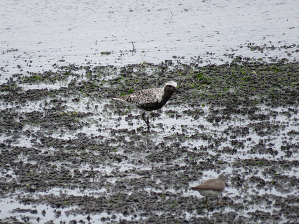 野鳥　東京湾