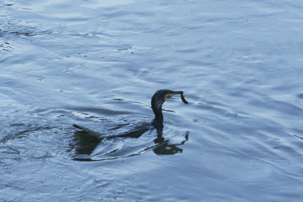 魚をくわえたカワウが水面に浮かぶ姿を捉えた写真。鳥の狩猟技術と水辺の生態系の一部を描いています。