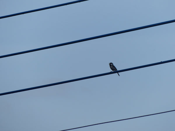 薄暮の空に浮かぶ電線上の一羽のシジュウカラ