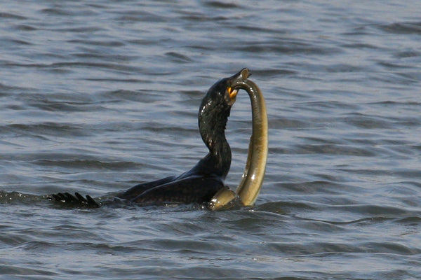 水面に浮かぶカワウが大きなウナギを捕獲している瞬間を捉えた写真。野生生物の捕食行動と水辺の生態系の相互作用を示す迫力あるシーン。