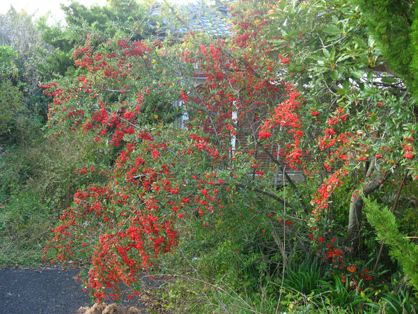 鮮やかな赤い実をつけた常盤サンザシの木とその自然な環境