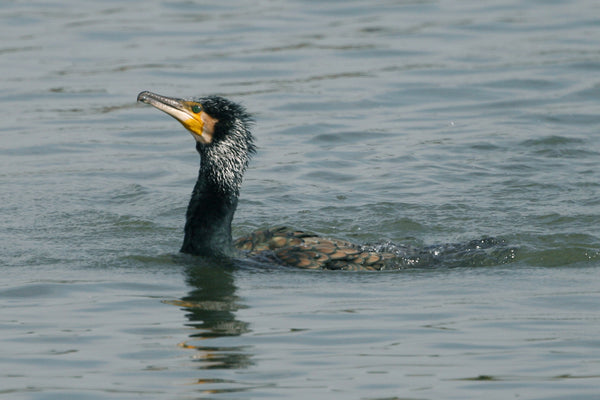 水面を泳ぐカワウのクローズアップ写真。黄色と黒のコントラストが鮮やかなくちばしと、濡れた羽毛の詳細がはっきりと捉えられています。