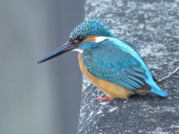 カワセミ　体長17cm　河原のカワセミ