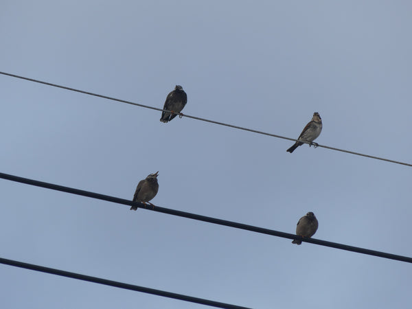 電線に異なる姿勢で止まる数羽のムクドリ、薄暗い空を背景に