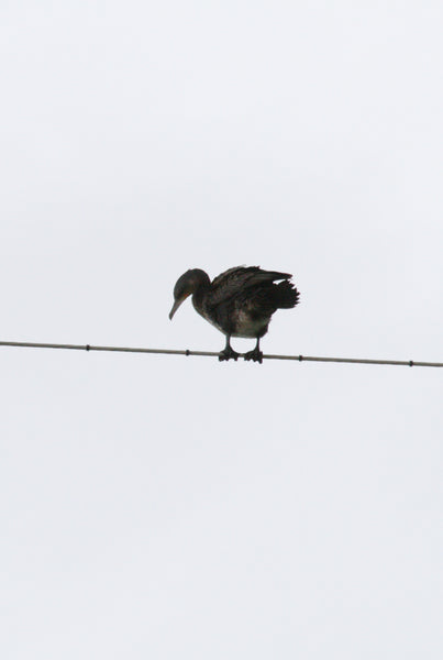 電線にとまるカワウのシルエットの写真。灰色の空を背景に、鳥の独特な姿勢とプロフィールが際立っています。