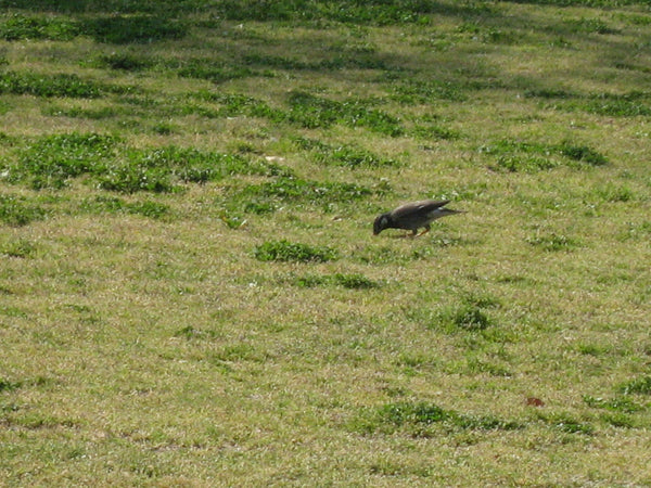 緑豊かな草地で餌を探すムクドリ