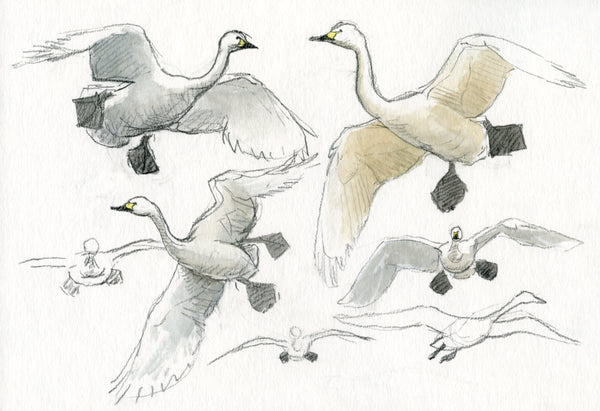 野鳥画家のバードウォッチングとは 初めてのバードウォッチング指南ブログ Vanguardオフィシャルサイト