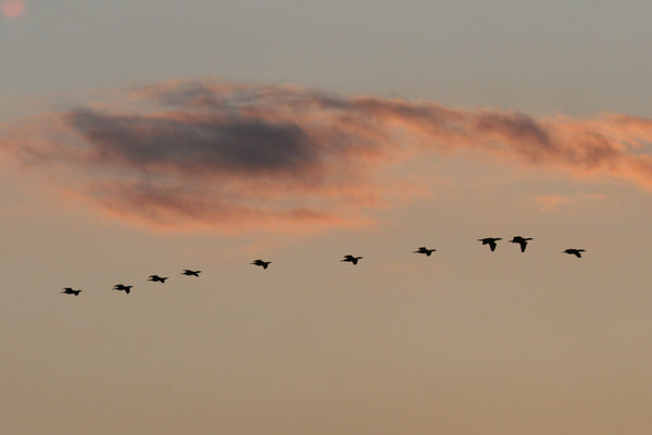 夕焼けの空を飛ぶ鳥の群れのシルエットの写真。ピンクとオレンジ色に染まる雲が背景にあり、自由と野生の美しさを感じさせる一枚です。