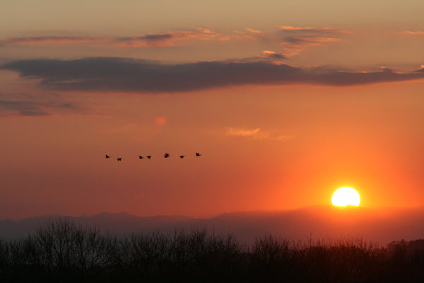 夕暮れ時に飛ぶ鳥の群れと大きな太陽のシルエットの写真。オレンジ色の空と山の輪郭が背景に描かれた壮大な夕景。