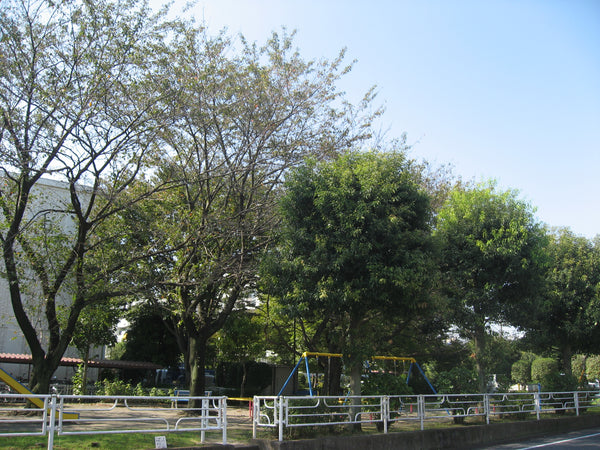 晴天の下、公園の遊具が点在する都市の公園の写真、周囲を囲む緑豊かな木々が都市環境の中で自然の息吹を感じさせる、家族や子供たちの憩いの場を提供する平和な風景