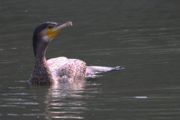 水面を泳ぐ若いカワウの写真。光の反射によって羽毛の詳細が強調され、鳥の注意深い表情が捉えられています。