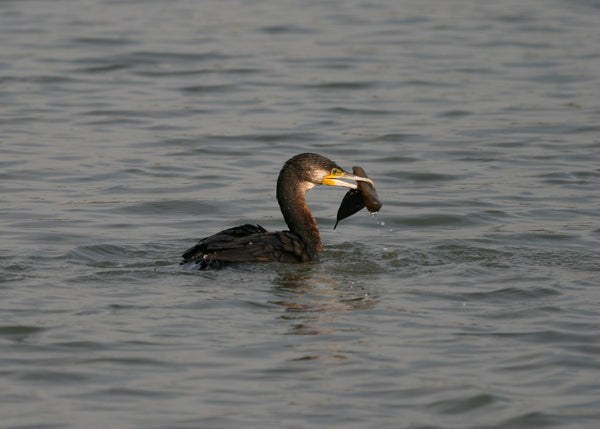 水面に浮かぶカワウが魚をくわえている写真。水滴が飛び散る瞬間と野鳥の捕食技術が鮮明に捉えられています。