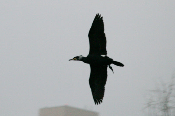 飛行中のカワウのシルエットが暗い空に映える写真。鳥のダイナミックな翼の広がりと飛ぶ姿勢が強調されています。