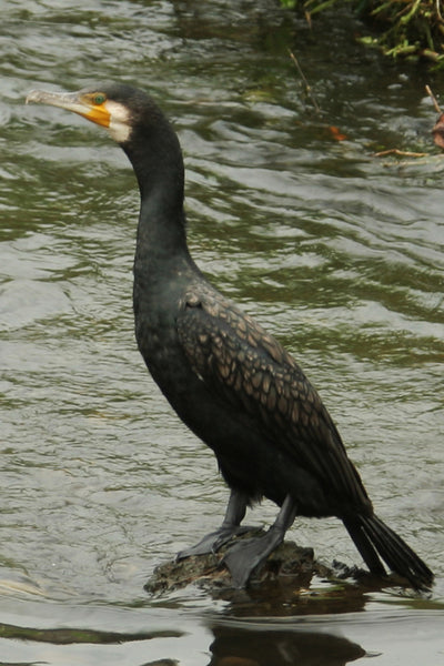 川の流れの中で小石の上に立つカワウの写真。黒光りする羽毛、明るい黄色のくちばしと顔の周りの肌が特徴的で、自然の環境での野鳥の生態を捉えた一枚。