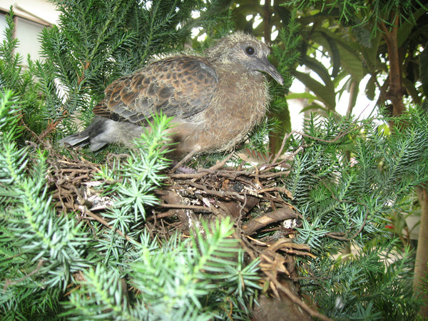 若い鳥が木々に囲まれた巣の上に安静にしている姿