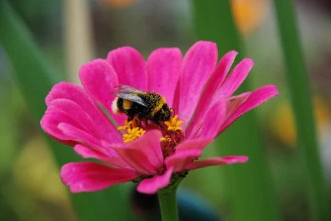 VEO 3+シリーズ三脚を使用して撮影したミツバチとピンクの花のマクロ写真