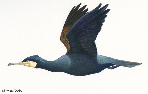 力強い翼を広げて飛ぶカワウのイラスト。この鳥は深い青と茶色の羽、鮮やかな黄色の喉の斑点が特徴で、優雅な飛行姿勢をしています。自然の生物多様性と野鳥観察の美しさを表現する画像。