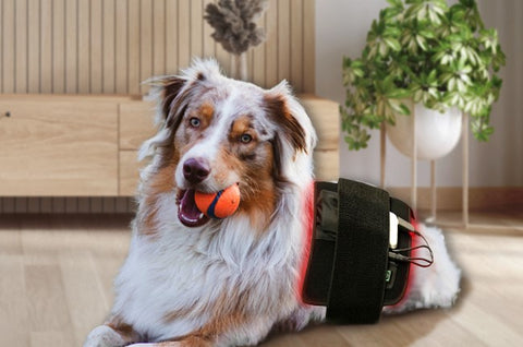 red light therapy for dogs - belt