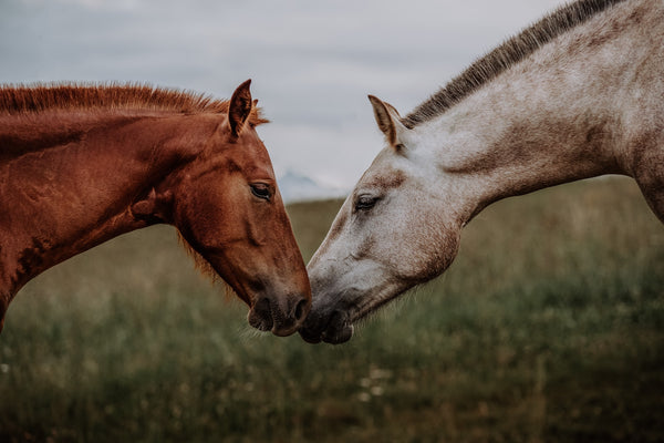 horses