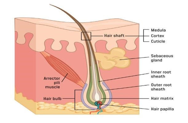 red light therapy for hair growth