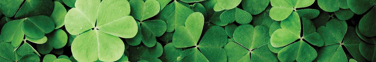 field of shamrocks