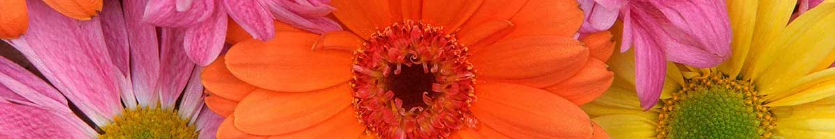 Bright colorful daisies in orange, yellow, pinks depicting sunshine and daisies candle label.