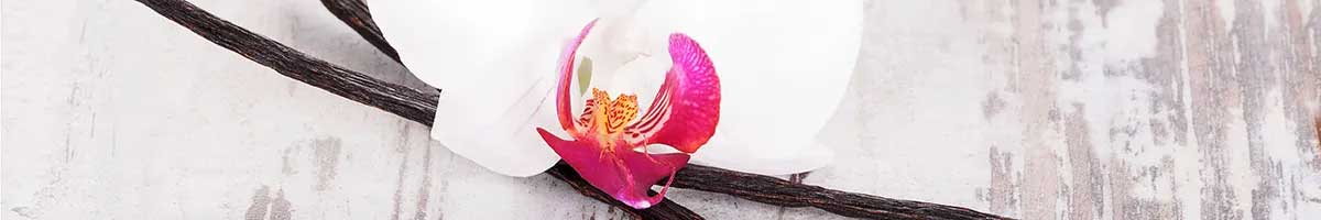Vanilla Orchid Flower with Vanilla Beans.