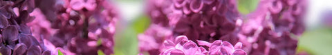Kringle Candle Fresh Lilac Label