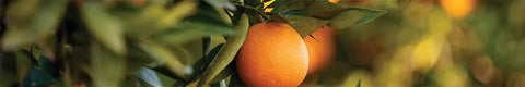 Kringle Candle Sicilian Orange Label
