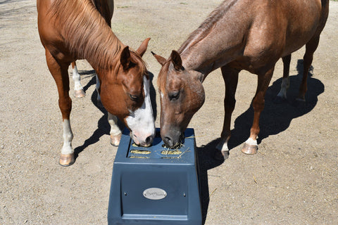 Two horses eating from a Savvy Feeder