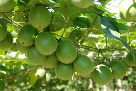 Monk Fruit