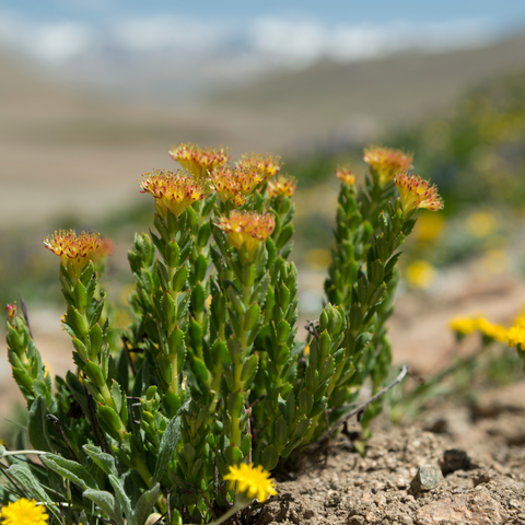 Rhodiola Rosea