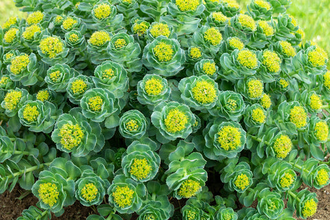 Rhodiola