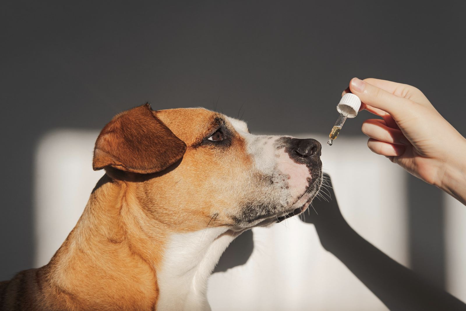 Is CBD For Aggressive Dogs the Real Deal?