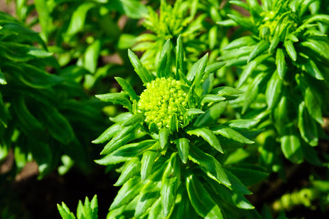 Rhodiola Rosea