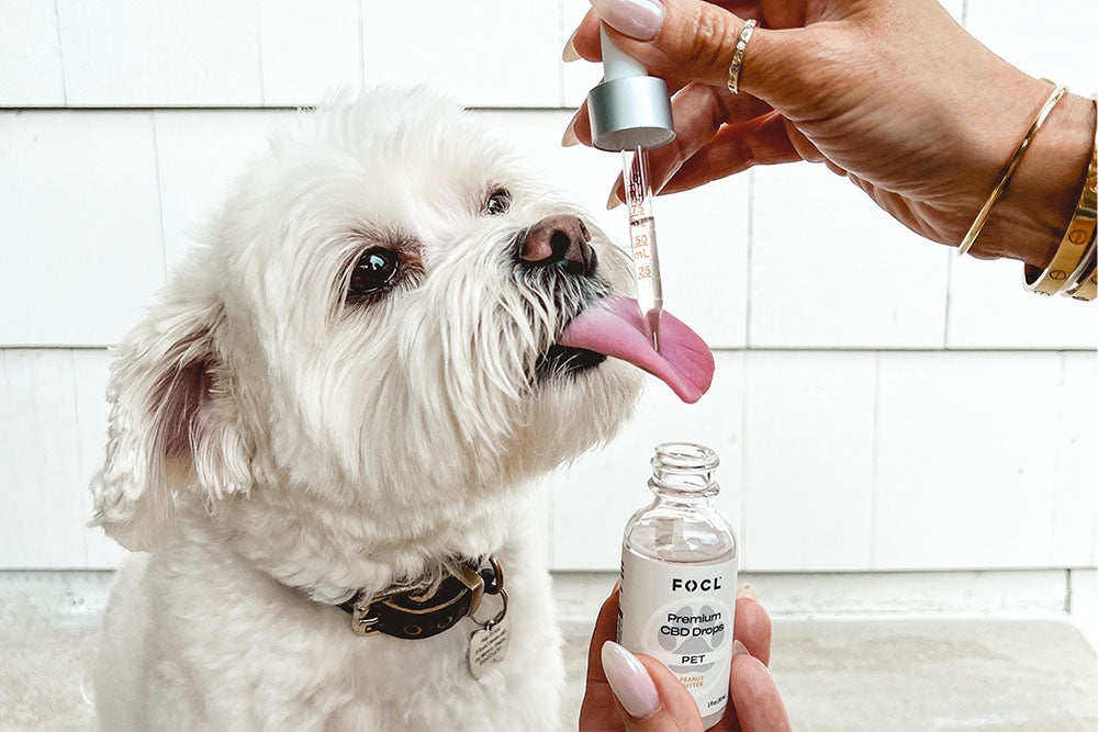 a small white dog licking a FOCL Premium CBD Pet CBD Oil Drops from a dropper