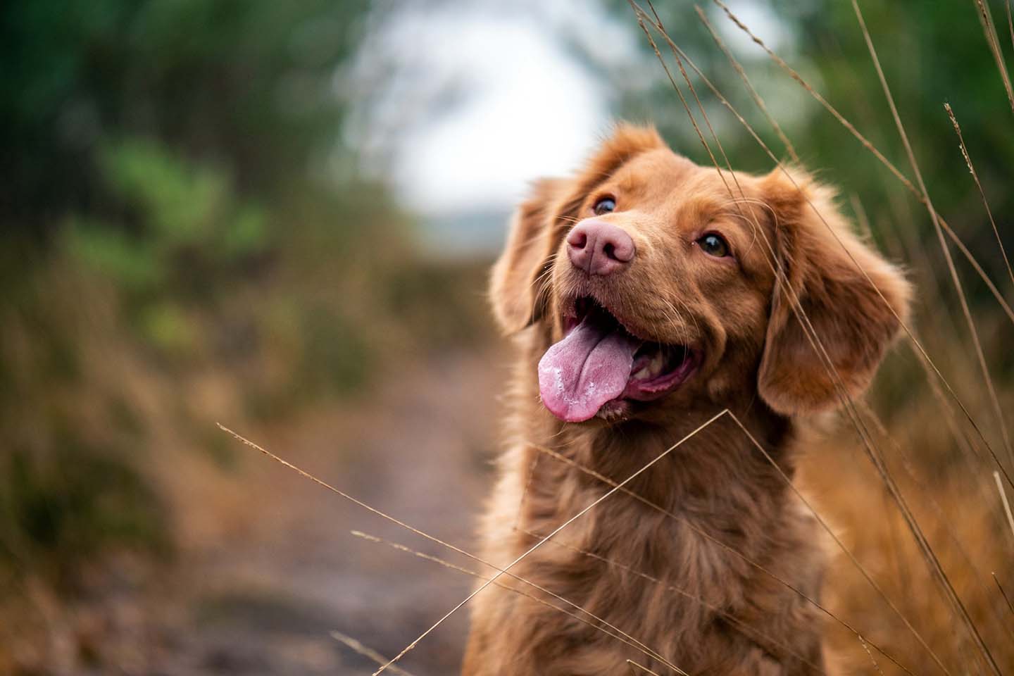 a brown retriever puppy outdoors with head tilted