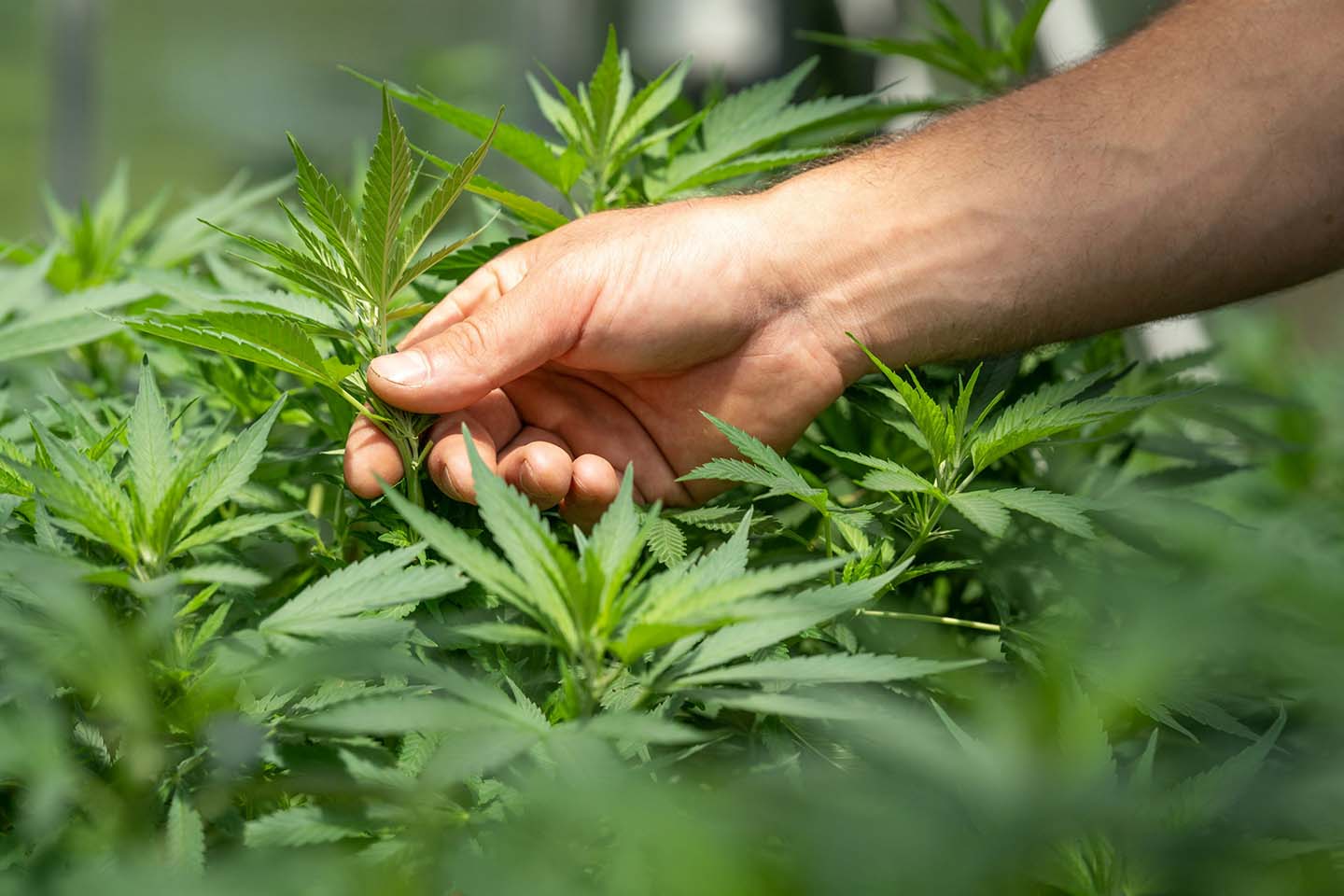 close-up of person's hand touching a hemp plant