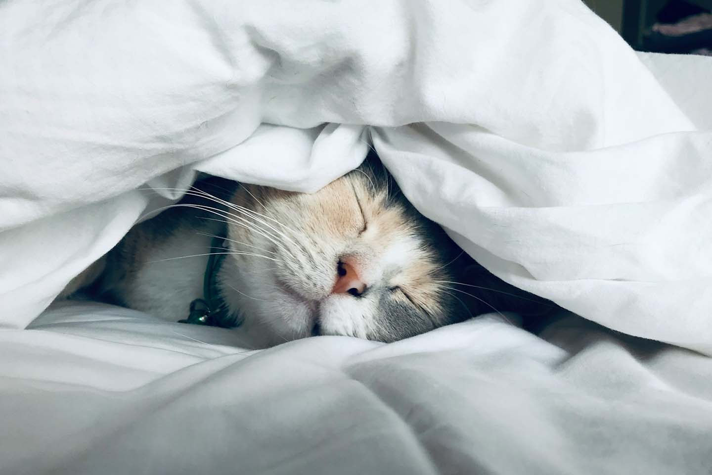 a cute calico cat sleeping deeply with only it's face showing under white blankets