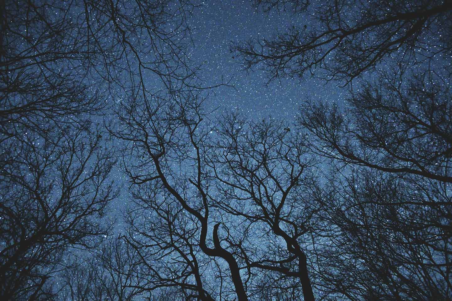 Starry night sky seen from below through silhouettes of trees.