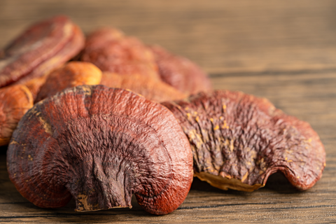 What is the history of reishi mushroom?