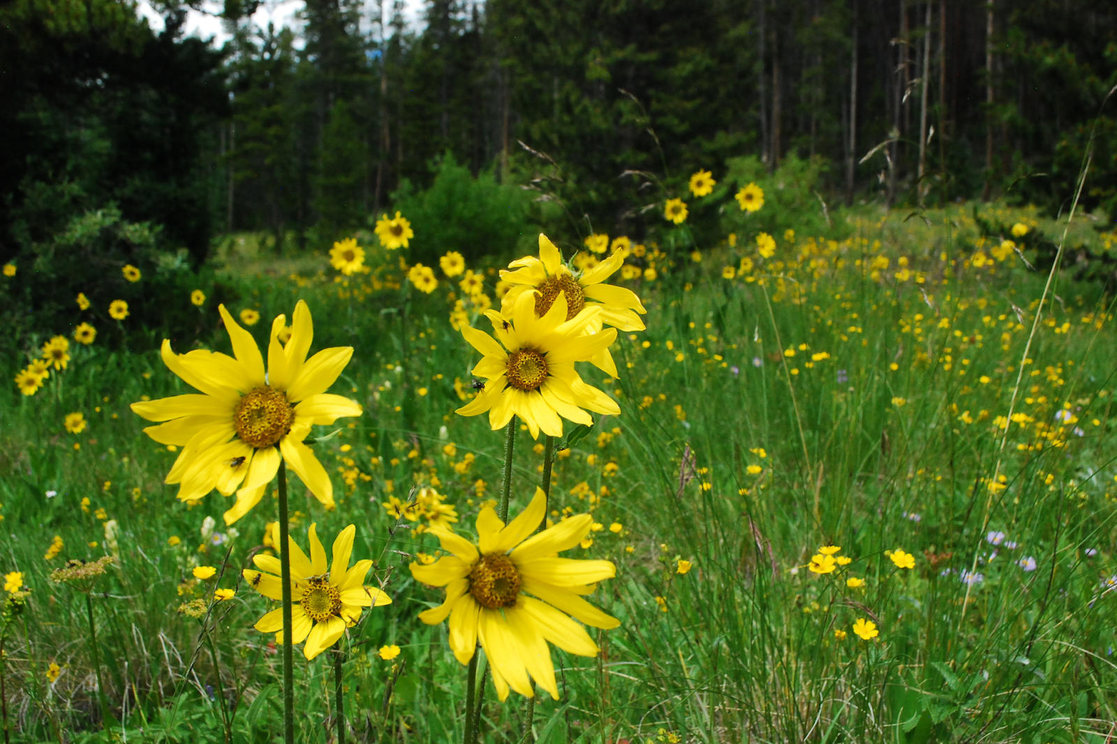 What is Arnica?