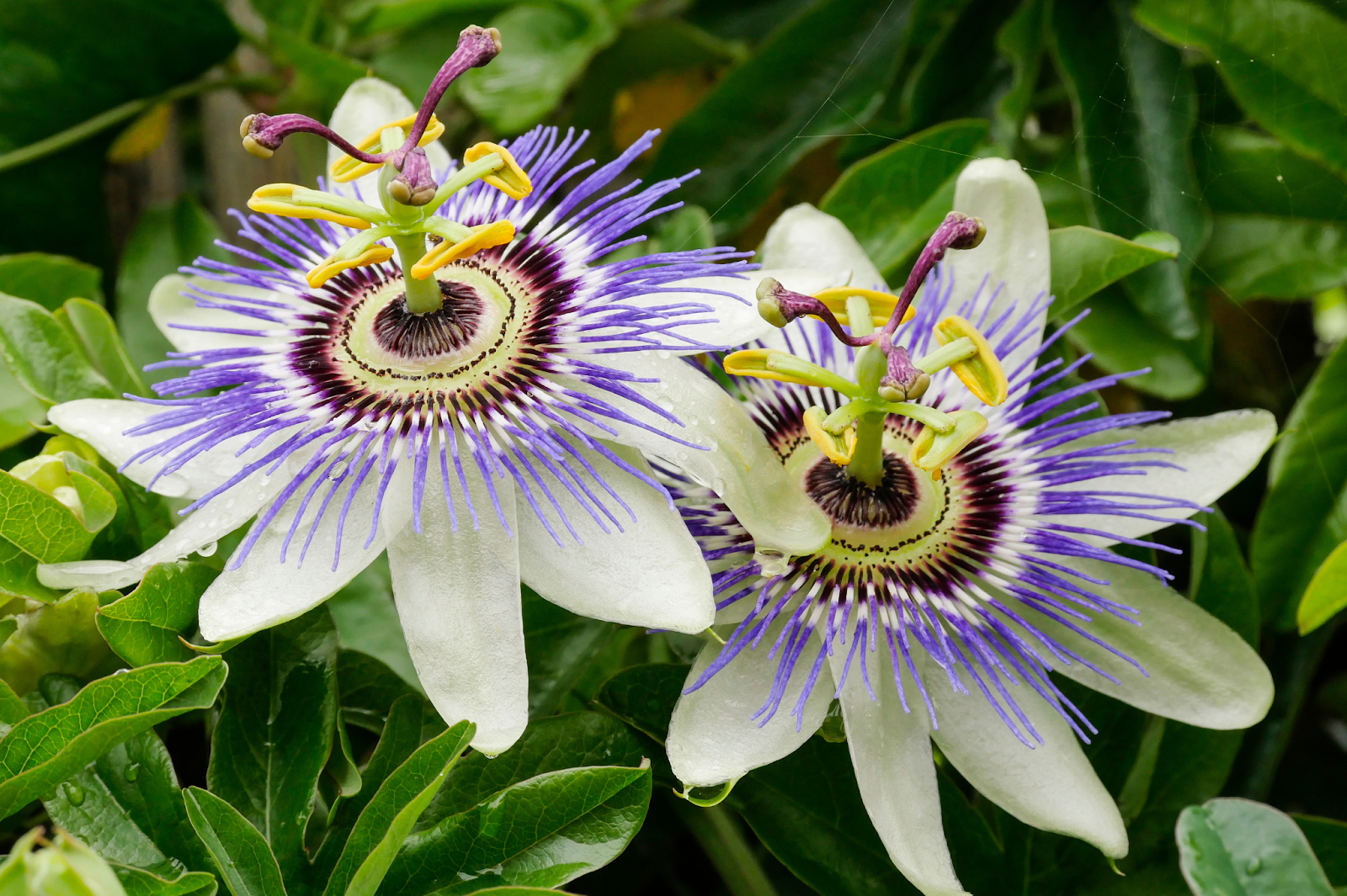 What is a Passion Flower?