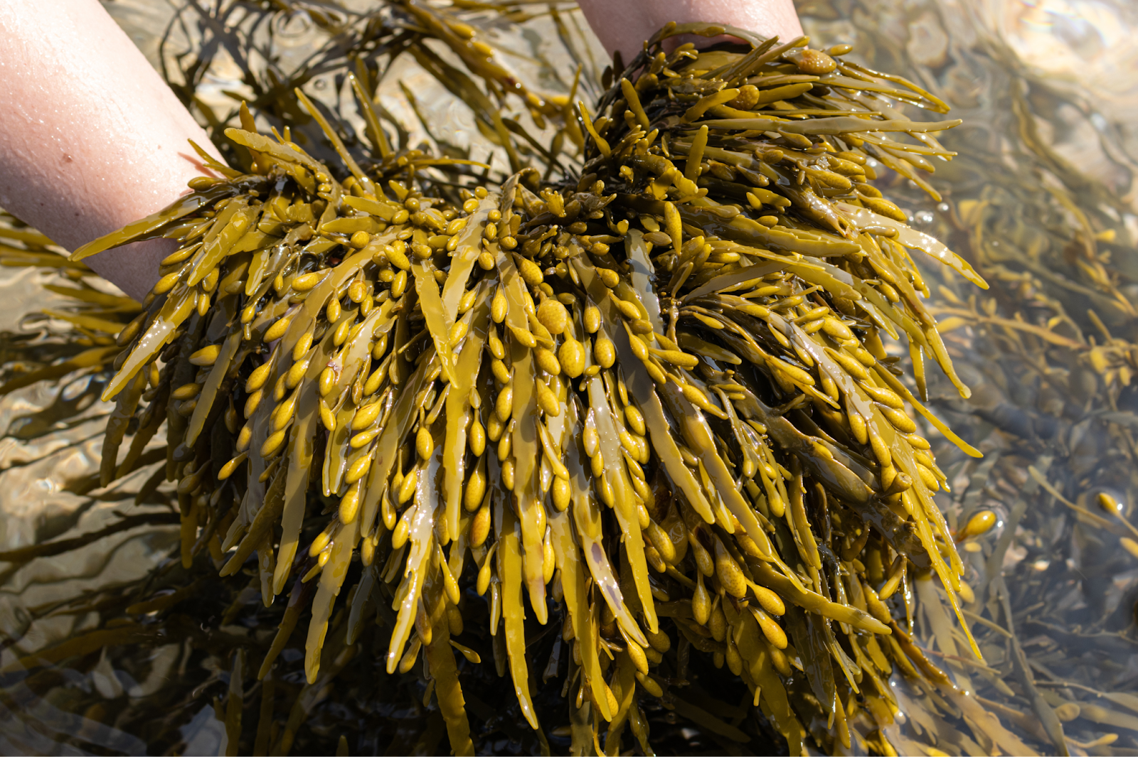 What is bladderwrack?